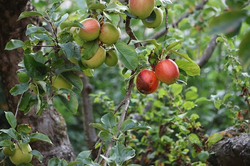 Äpfel, Baum, Obstbaum, Garten