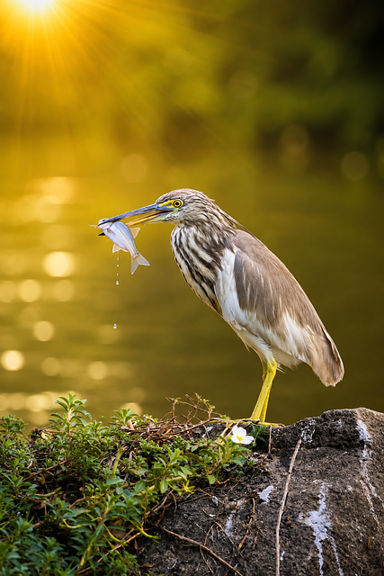 Free Heron Bird illustration and picture