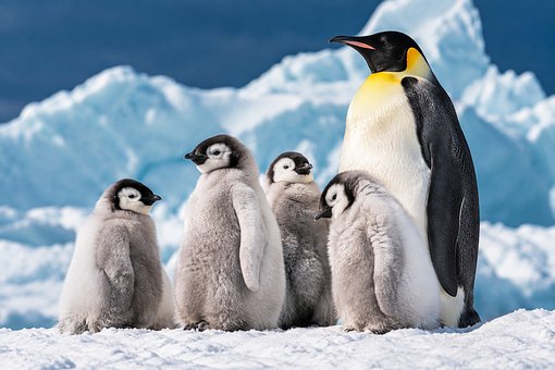 Free Penguins Emperor Penguin illustration and picture