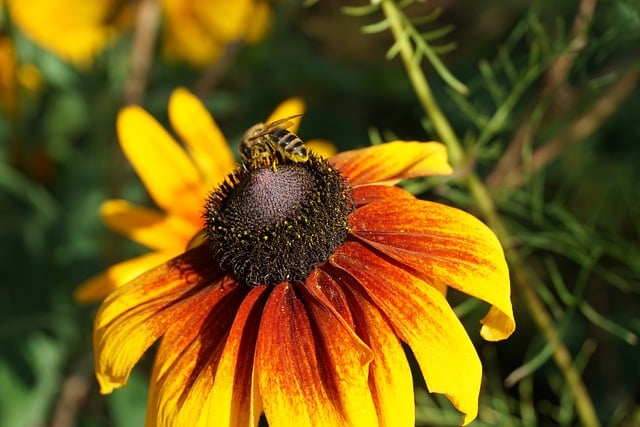 Free Flower Bee photo and picture