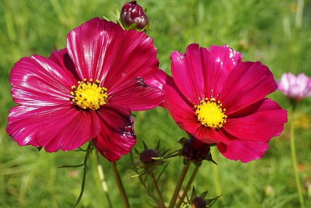 Free Cosmos Pink photo and picture