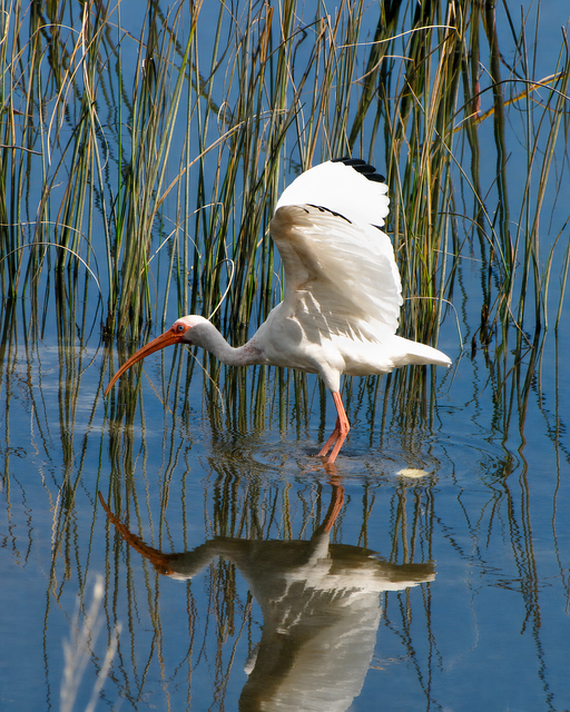 Free Ibis White Ibis photo and picture