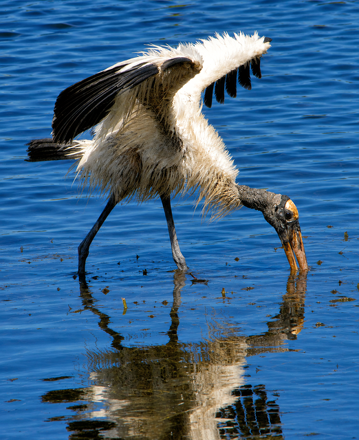 Free Wood Stork Water Bird photo and picture