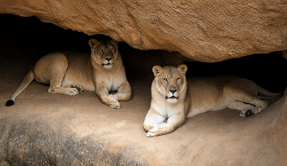 Free Lion Lioness photo and picture