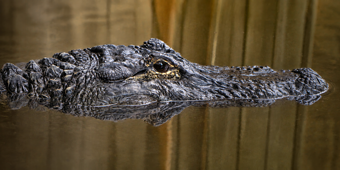 Free Alligator Reptile photo and picture