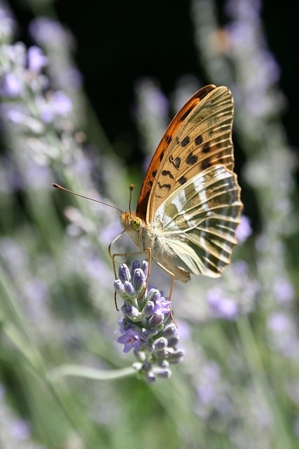 Free Butterfly Lavender photo and picture
