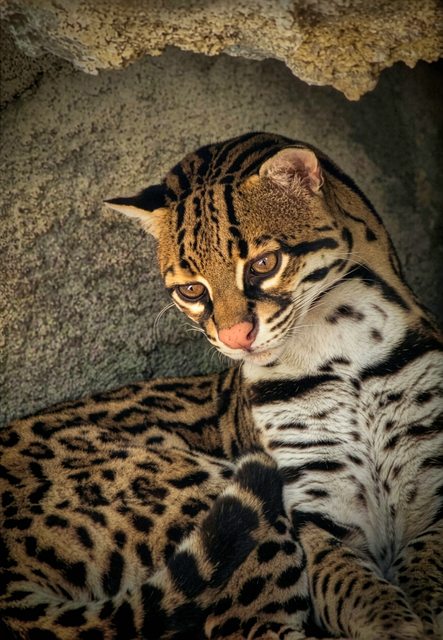 Free Ocelot Leopardus Pardalis photo and picture