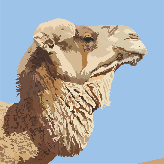 Free camel safari desert vector