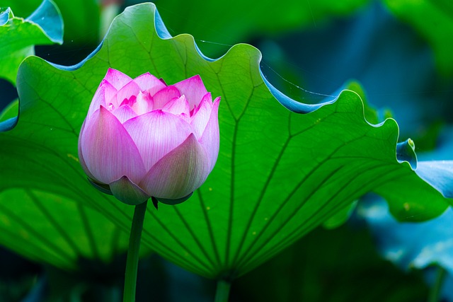 Free Lotus Summer photo and picture