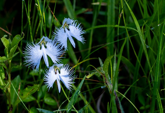 Free Flowering Plant White Flower photo and picture