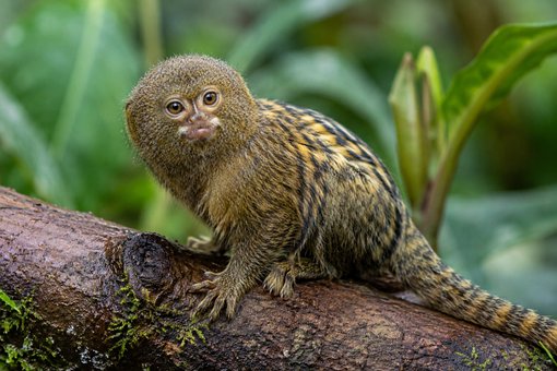 Free Pygmy Marmoset Tiny Monkey illustration and picture