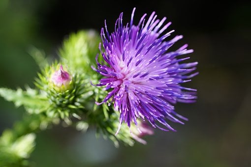 Cardo, Violeta, Flor, Flora, Botânica