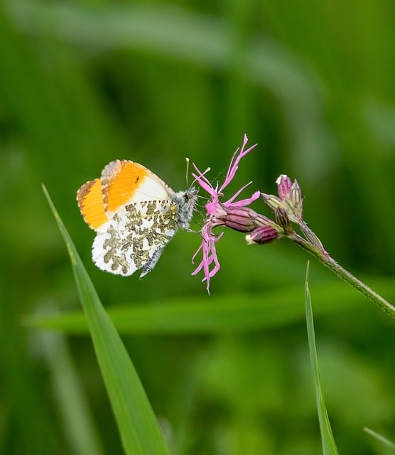 Oranžový Tip, Motýl, Hmyz, Lepidoptera