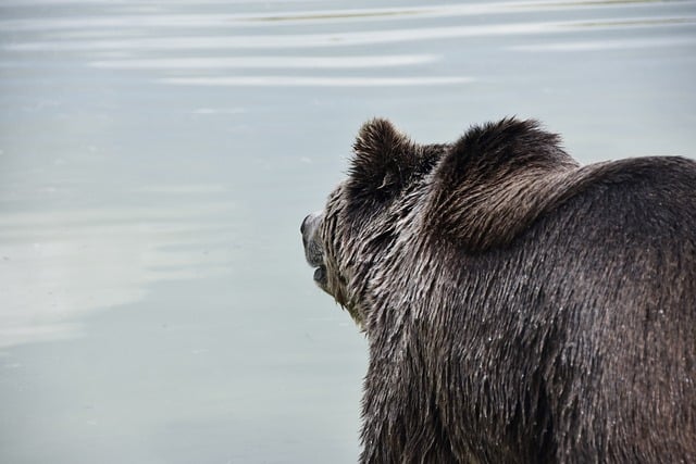 Download free HD stock image of Bear Nature Free Bear Nature photo and picture