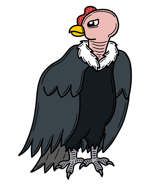 Free Condor Endangered Species illustration and picture