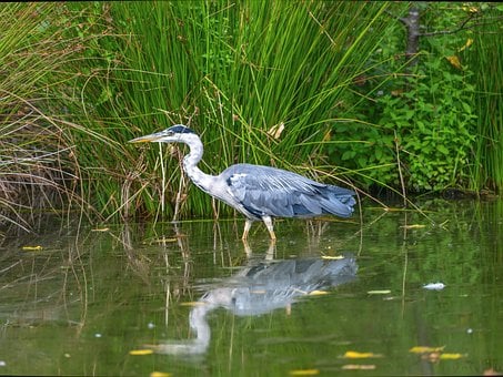 Free Heron Pond photo and picture
