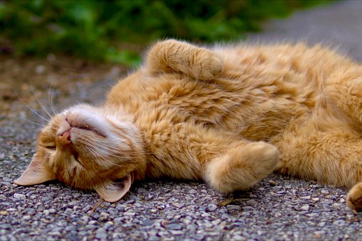 Free Cat Ginger photo and picture