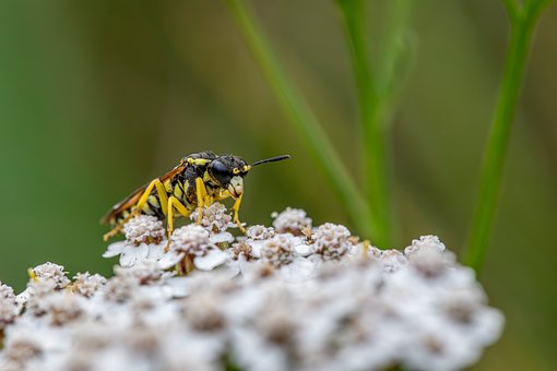 Free Wasp Hd Wallpaper photo and picture