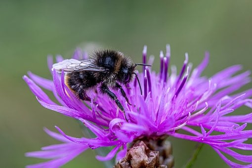 Free Bee Flower photo and picture