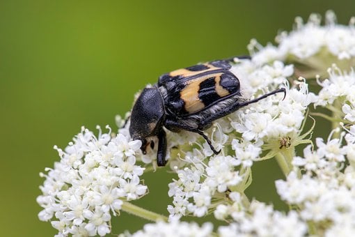 Free Nature Animal photo and picture