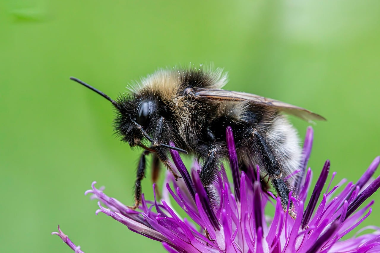 Download free HD stock image of Bee Bumblebee Free Bee Bumblebee photo and picture