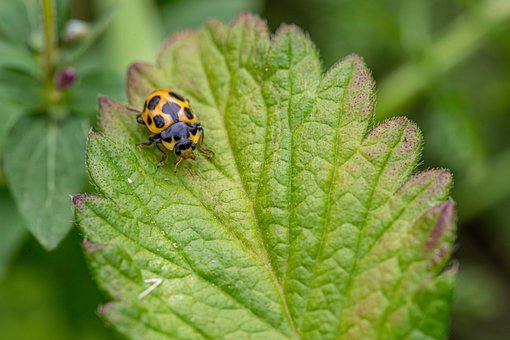 Free Ladybug Leaf photo and picture