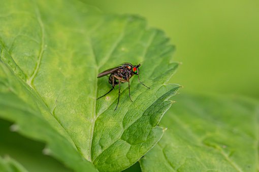 Free Fly Leaf photo and picture
