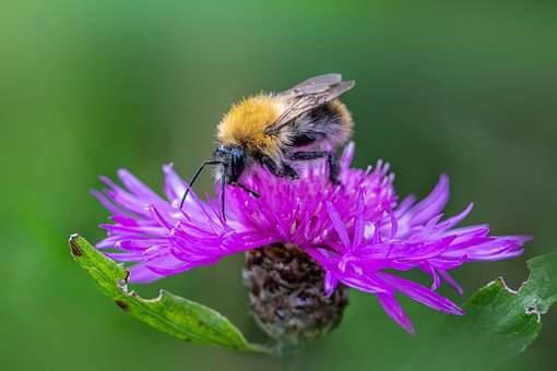 Free Bee Bumblebee photo and picture