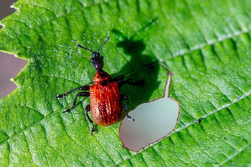 Free Beetle Red Beetle photo and picture