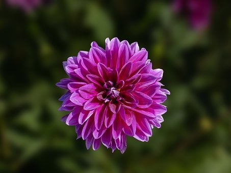 Free Flower Purple photo and picture