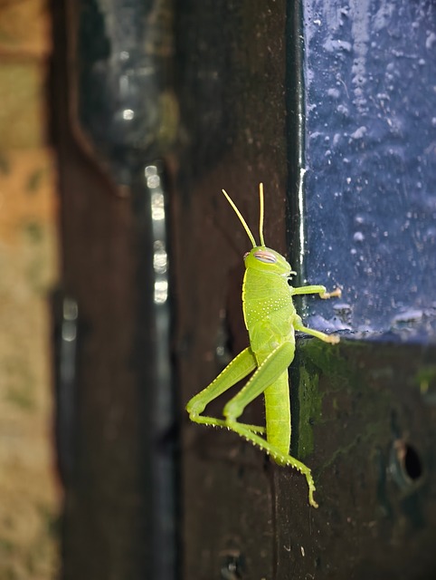 Free Grasshopper Insect photo and picture