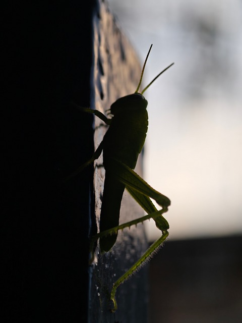 Free Grasshopper Silhouette photo and picture