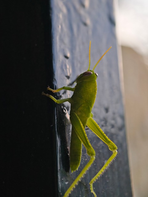 Free Grasshopper Macro photo and picture