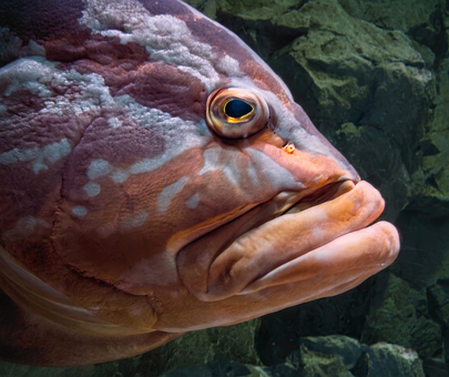 Free Grouper Saltwater photo and picture