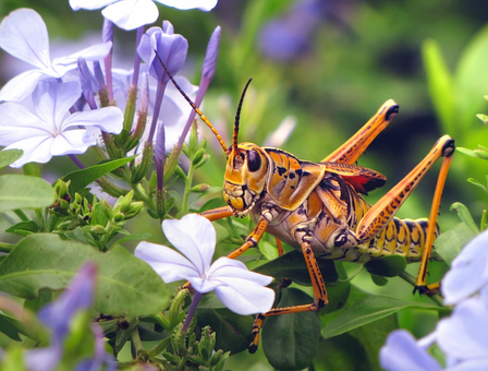 Free Romalea Grasshopper photo and picture