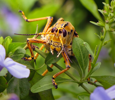 Free Grasshopper Insect photo and picture