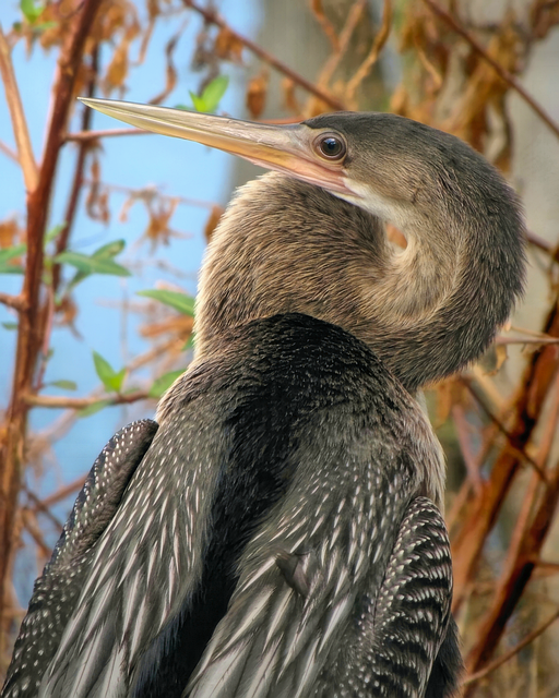 Free Anhinga Snake Bird photo and picture