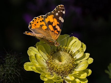 Free Butterfly Flower photo and picture