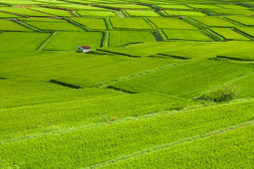 Free Rice Paddy Field photo and picture