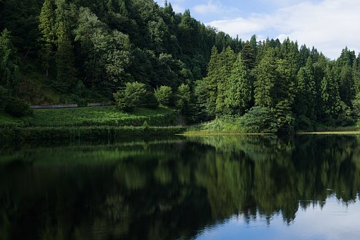 Free Lake Forest photo and picture