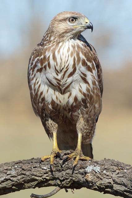 Falke, Raubvogel, Wildnis, Kraft, Natur
