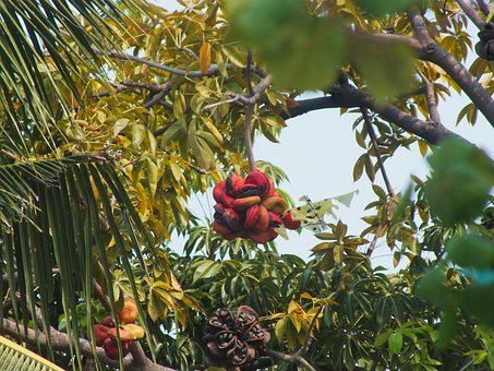 Free Tree Fruit photo and picture