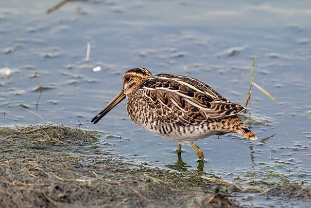 Free Snipe Bird photo and picture