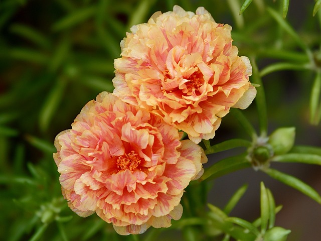 花朵, 开花, 橙色, 自然之美, 植物, 绿化, 叶子花, 对, 双花, 叶子