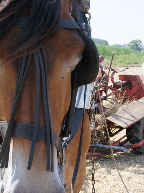 Free Horse Agriculture photo and picture