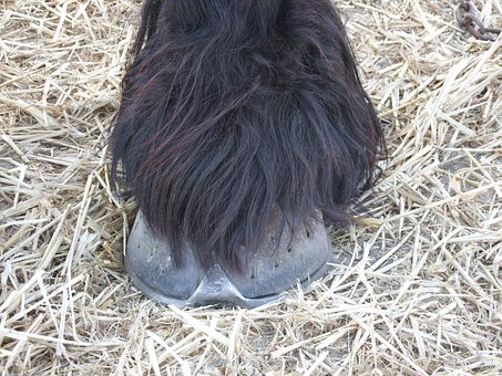 Free Horse Hoof photo and picture