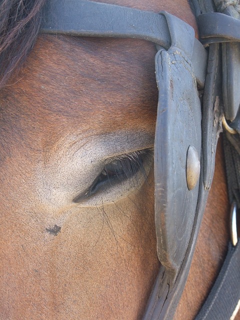 Free Horse Eye photo and picture
