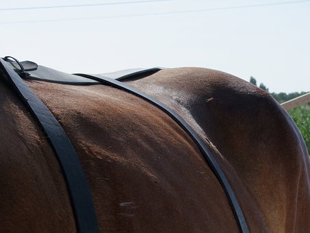 Free Horse Back photo and picture