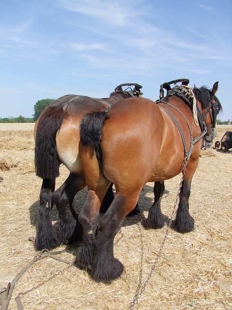 Free Draft Horse Harvest photo and picture