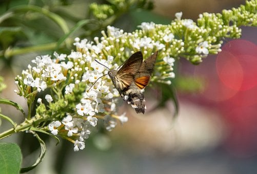 Borboleta-Colibri, Borboleta, Néctar